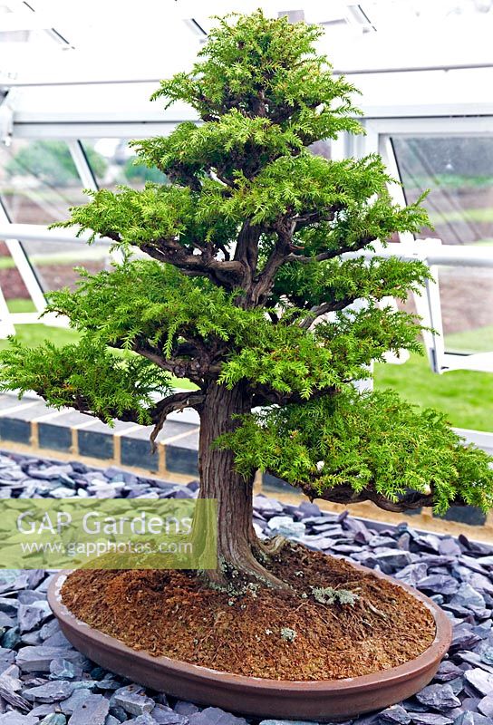 Cryptomeria japonica (Japanese cedar) bonsai evergreen tree in small dish planter. Standing on gravel within glasshouse