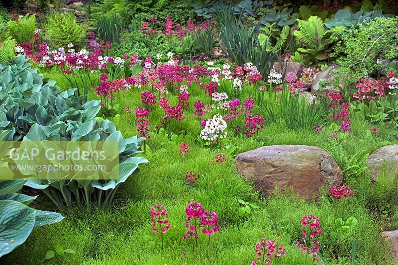 Bog garden in spring planted with Candleabra Primula Equisetum Hosta ferns Chanticleer Garden Pennsylvania USA