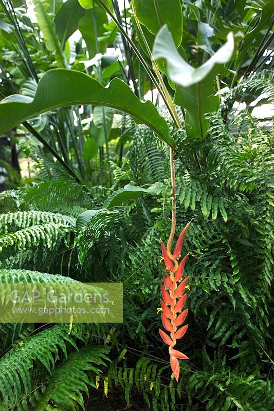 Heliconia mutisiana (Crab Claws) dangling orange flower. Very rare & difficult plant to grow.