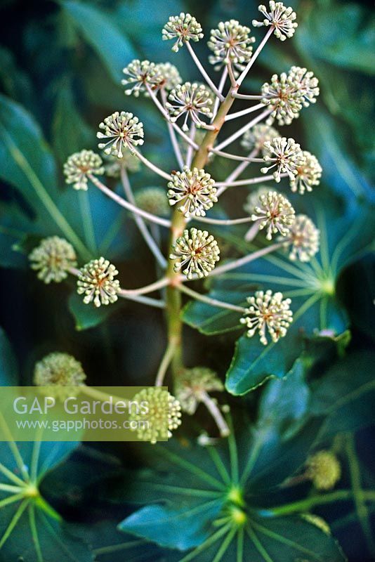Fatsia japonica Castor Oil Plant Close up of creamy white coloured flower background of glossy evergreen foliage