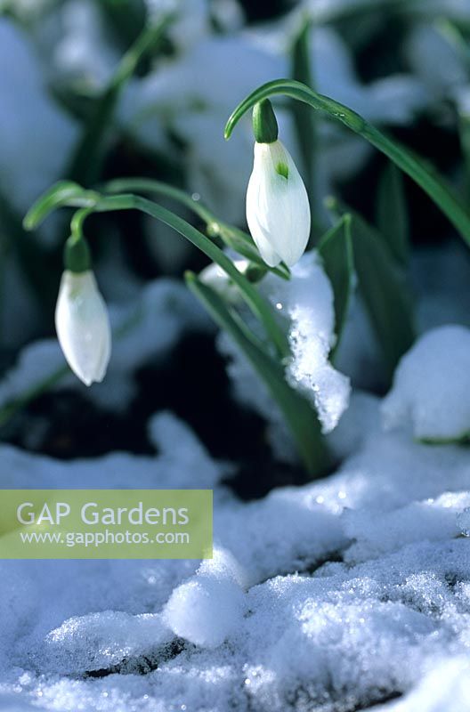 Galanthus elwesii in snow. Snowdrop