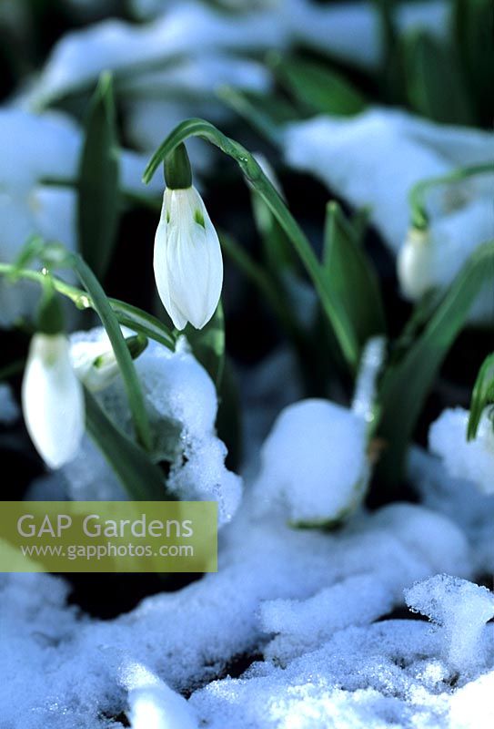 Galanthus elwesii in snow.  Snowdrop