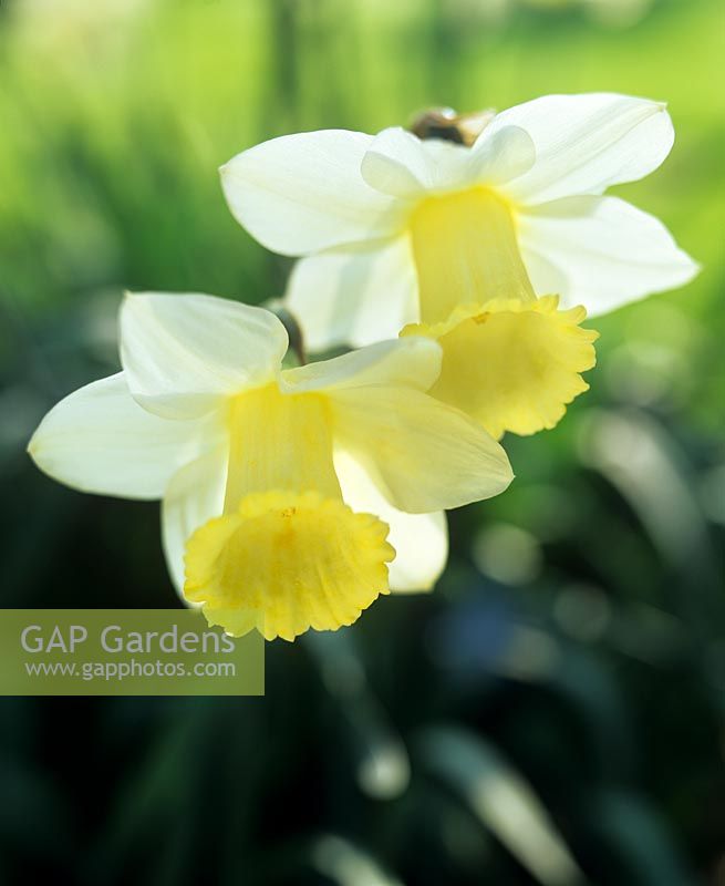 Narcissus 'Trousseau'  Pair of Daffodils