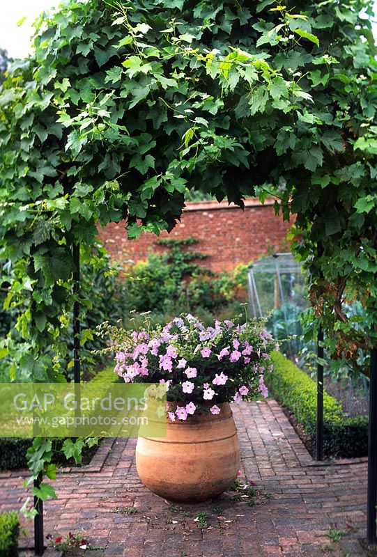 Petunias in terracotta pot under pergola with vine at Titsey Place Surrey