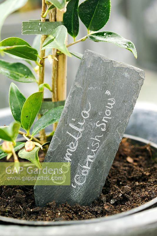 Handwritten slate plant label with Camellia 'Cornish Snow' shrub in pot