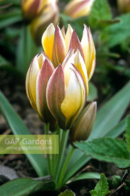 Close up of Tulipa tarda yellow red striped flower bud with green foliage in spring