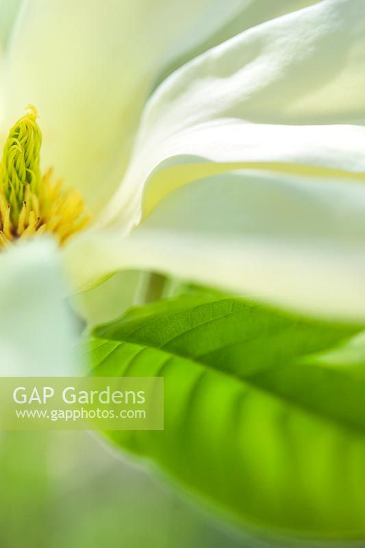 Close up Magnolia Elizabeth of white flower