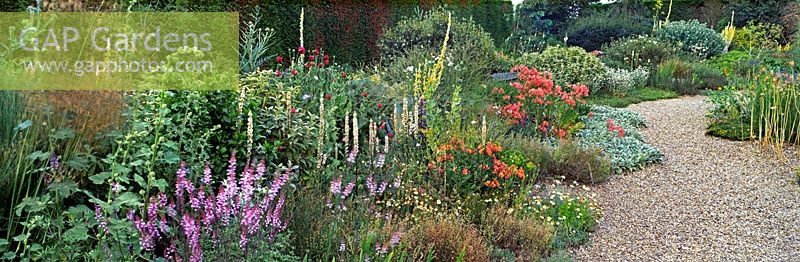 Mixed summer border in dry gravel garden at Beth Chatto's Garden in Elmstead Market, Essex, England.