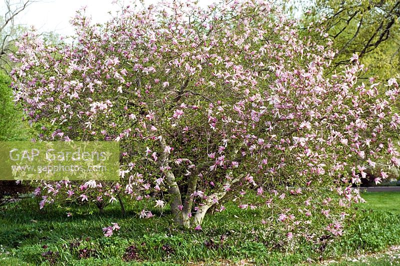Magnolia 'Randy' Chanticleer Garden, PA, USA