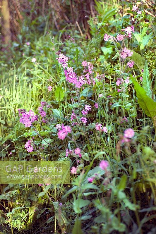 Silene dioica Red Campion Wildflowers on a grassy bank in spring