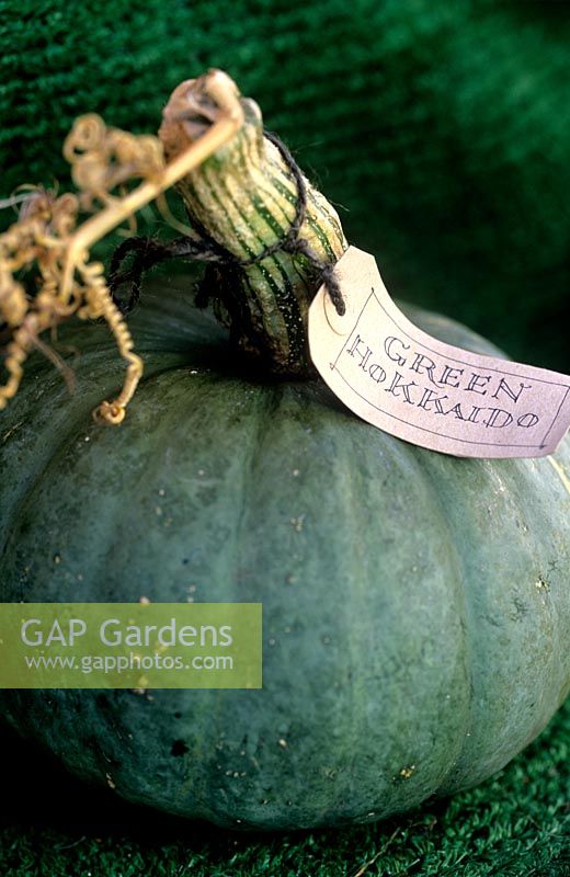 Pumpkin 'Green Hokkaido' Gopsall Pottery East Sussex