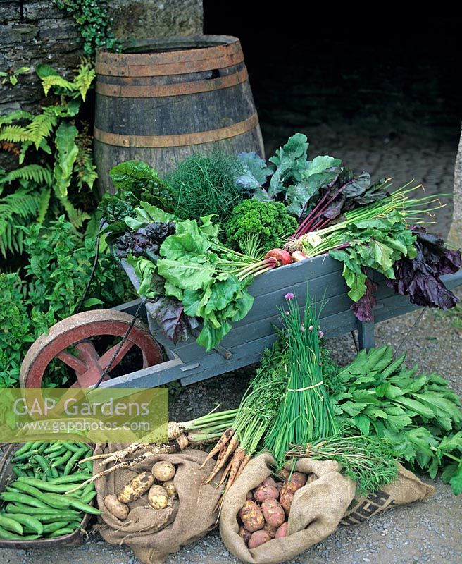 Wheelbarrow vegetable still life