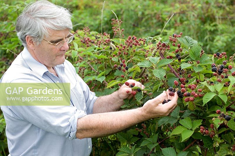 Ewan Pate picking Brambles Blackberry Loch Tay Trained bush with red black berries Saltire Fruits Ltd Dundee Scotland