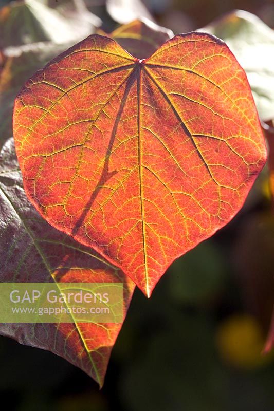 Cercis canadensis Forest Pansy Maroon coloured foliage