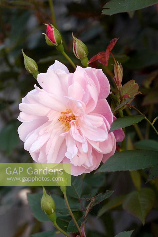 Rosa Mortimer Sackler Rose Pink flowering fragrant climber or shrub rose Delicate bloom with numerous new buds developing