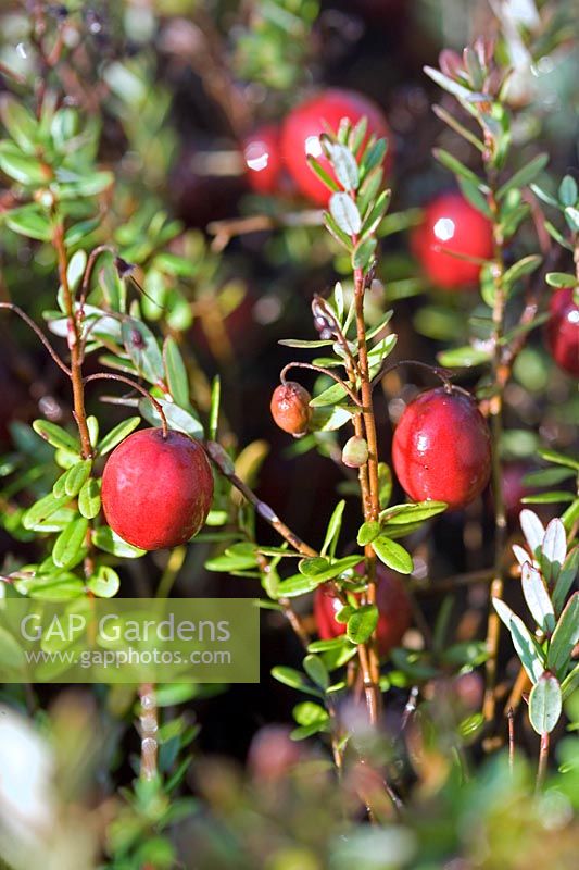 Vaccinium macrocarpon Cranberry American cranberry bog cranberry Close up of red berries on stem with foliage