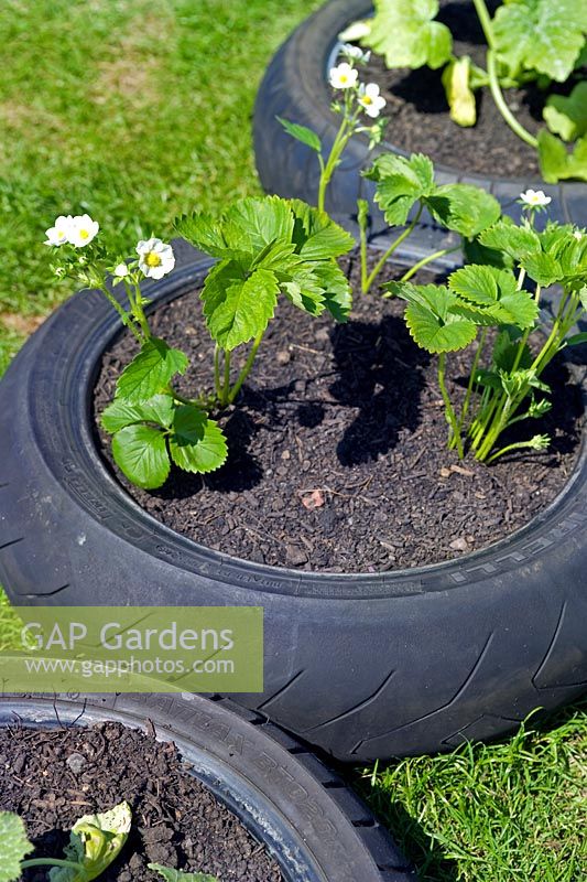 Strawberry plants planted in old motorbike tyres