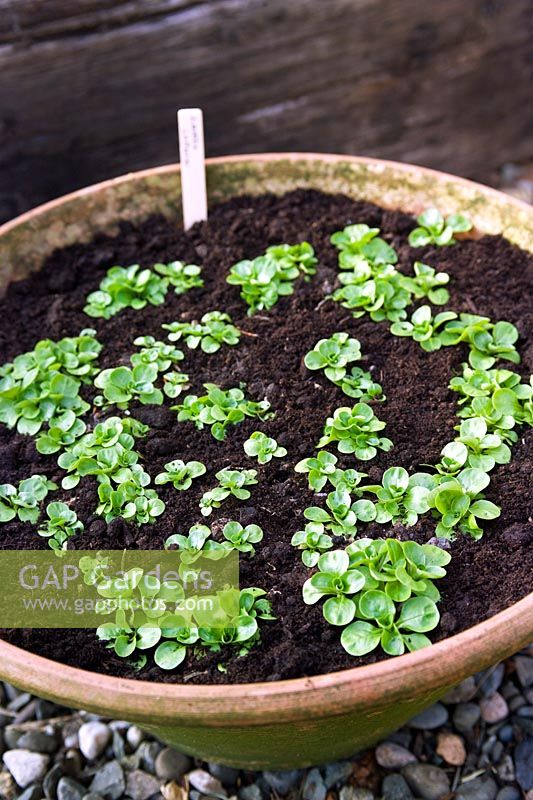 Lambs Lettuce seedlings in container