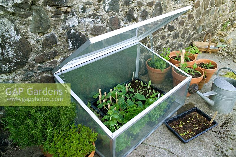 Cold frame filled with vegetable seedlings, pots of herbs, watering can, pots of Boston Red Artichokes