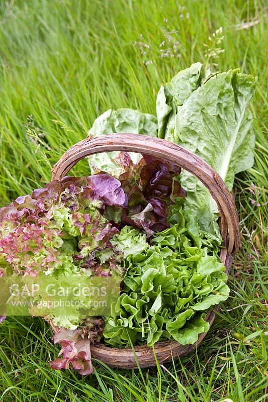 Trug with newly picked lettuce varieties on grass