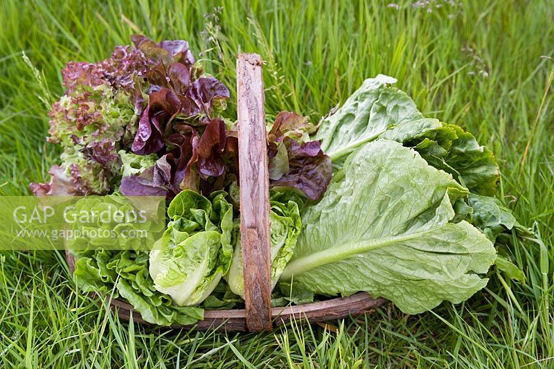 Trug with newly picked lettuce varieties on grass