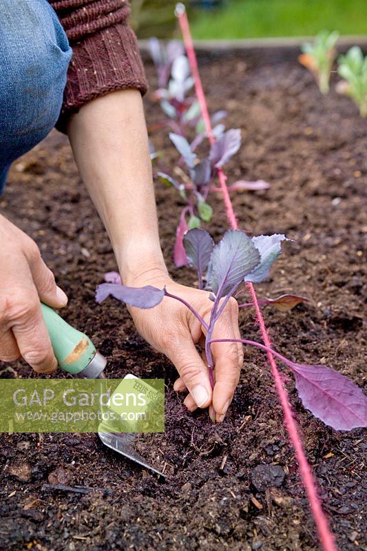 Woman planting young Cabbage F1 Red Jewel seedlings in a vegetable bed