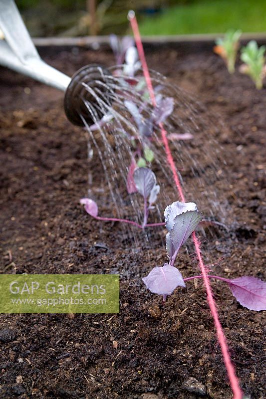 Watering newly planted Cabbage F1 Red Jewel seedlings with watering can