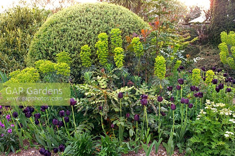Spring border at Denmans Garden (home of garden designer John Brookes), Chichester, Sussex, England