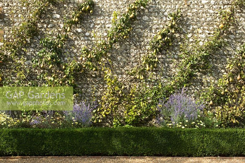 Diagonal cordon of pear (Pyrus cv) trees at West Dean Garden, West Sussex, England