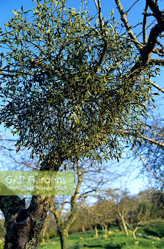 Viscum album Mistletoe growing in a treee