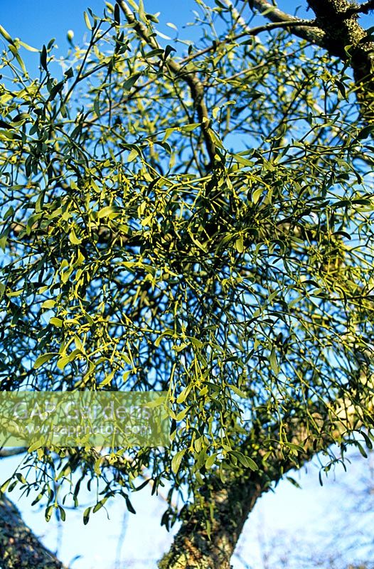 Viscum album Mistletoe growing in tree