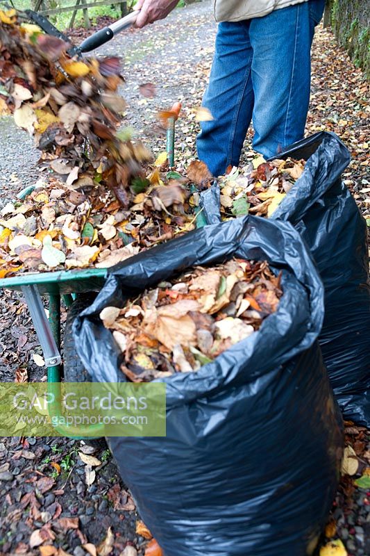 Gardener dropping raked autumn leaves into a wheelbarrow