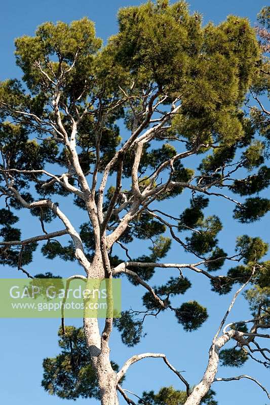 Pinus pinea (Stone Pine, Umbrella Pine)