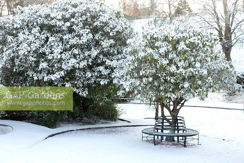 Rhododendron shrub with circular metal bench seat and covering of snow in Alloway, Ayrshire, Scotland