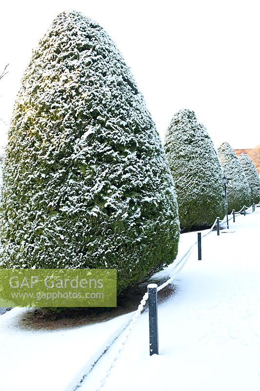 Evergreen trees clipped into cone shapes covered in snow