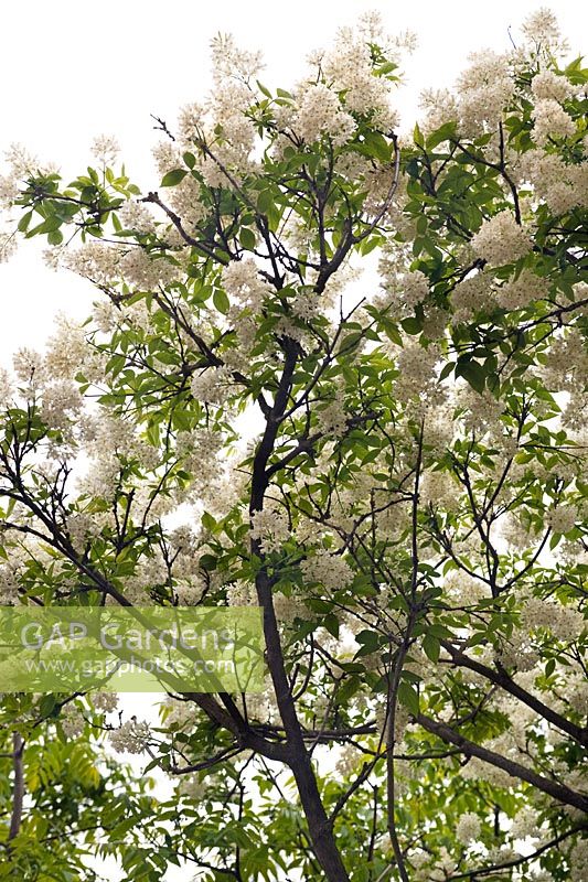 Staphylea colchica (Bladdernut) white flowering panicles