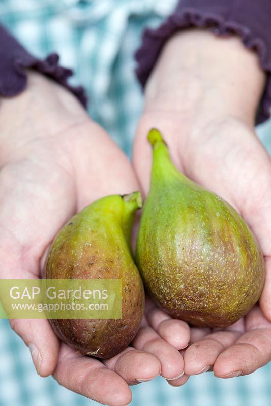 Person holding two ripe figs (Ficus carica)