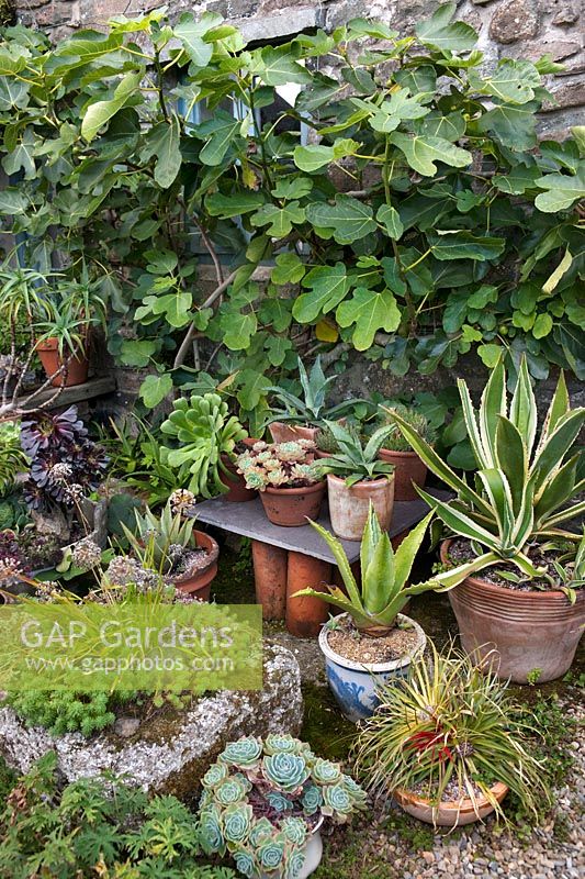 Ficus carica (fig) tree and containers planted with succulents and cacti