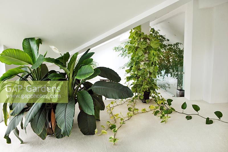 Interior of house with plants in containers including Spathiphyllum 'Sensation' (Peace lily) and Epipremnum aureus (Devils ivy)
