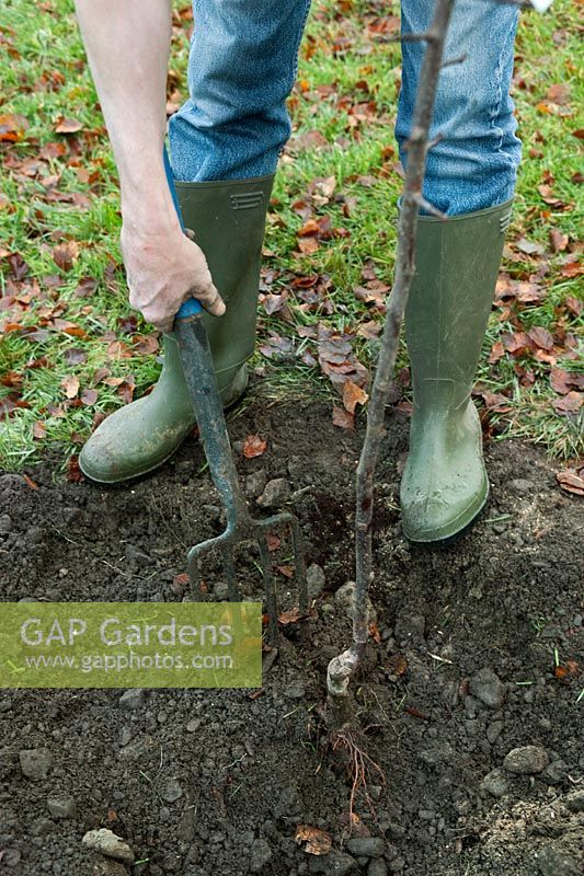 Step seven for planting Malus 'Harry Baker' (Crab apple).  Spreading the topsoil & compost mix over tree roots using a fork