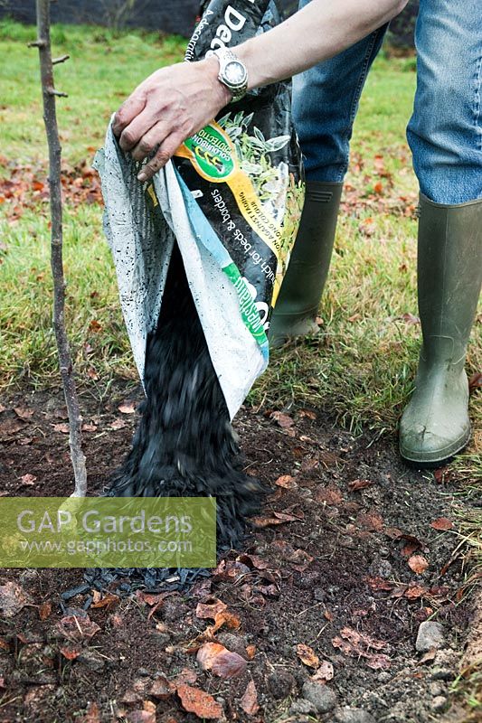 Step nine for planting Malus 'Harry Baker' (Crab apple). Spreading bark chippings mulch to stop weeds & retain moisture