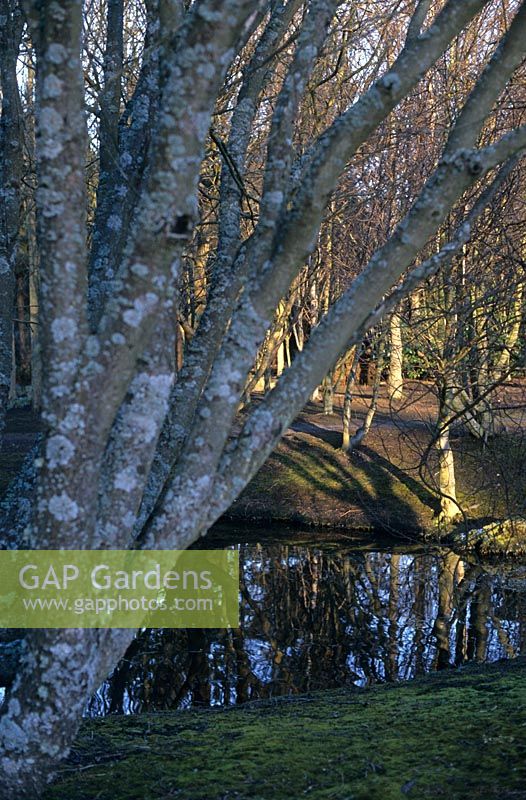 Lichen clad multi stem tree trunks close to main pond in the Water Garden St Andrews Botanic Garden Scotland