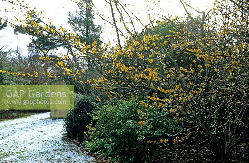 Hamamelis japonica 'Arborea' Japanese Witch Hazel Yellow flower shrubs near lawn with stone sculpture St Andrews Botanic Garden