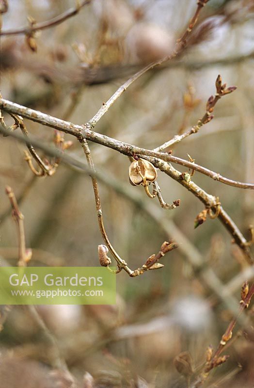 Forsythia x intermedia 'Karl Sax' Old seed pods on bare stems branches St Andrews Botanic Garden Scotland