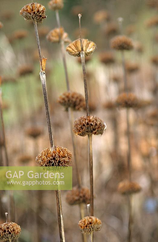 Phlomis russeliana Dried seed heads in group St Andrews Botanic Garden Scotland