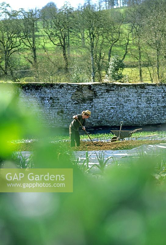 Gardener hoeing in walled vegetable garden with black polythene liner for weed suppression