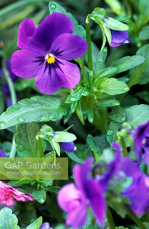 Viola odorata (Sweet violet) flower with raindrops