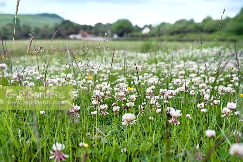 Meadow of Trifolium repens (White clover)