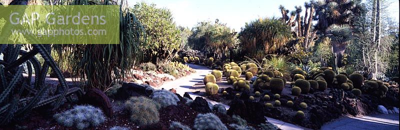 Cacti in dry garden in Desert Garden