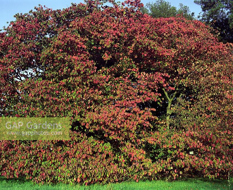 Parrotia persica Persian Ironwood tree